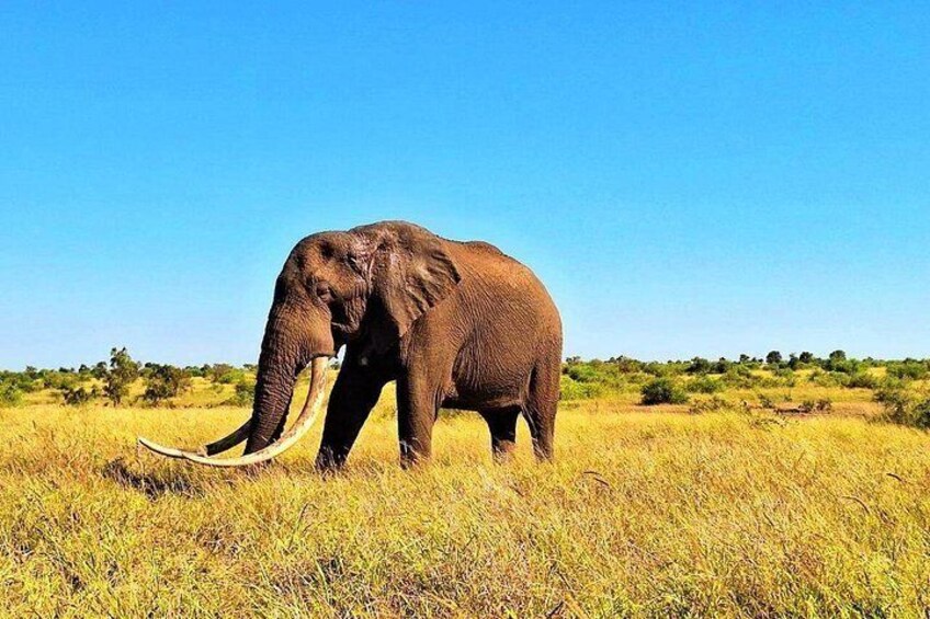 An elephant in a grassy field with a clear blue sky. 1