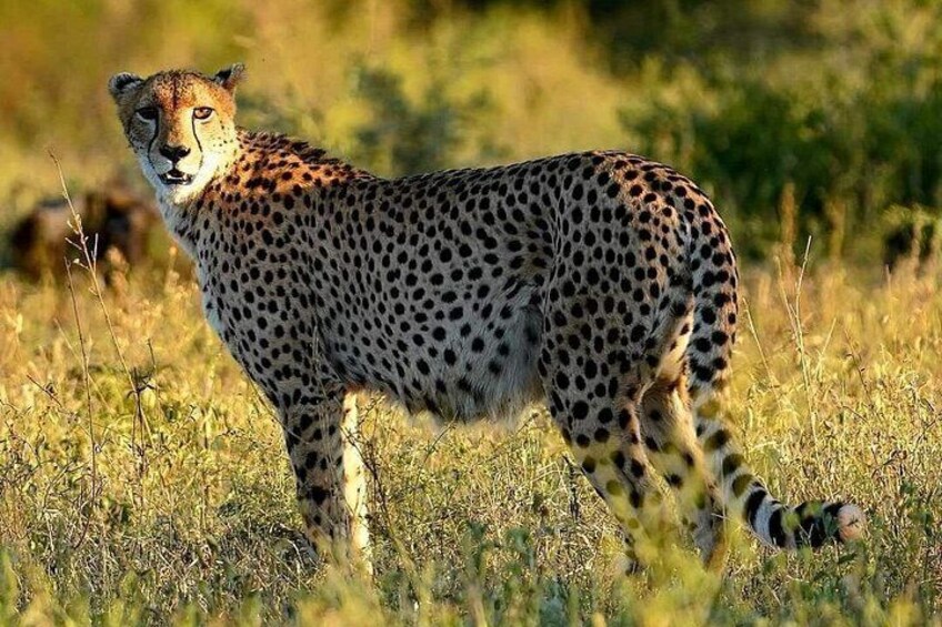 Kruger Park Full Day Guided Safari 2