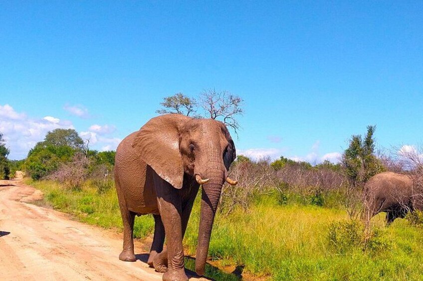 Kruger Park Full Day Guided Safari 4