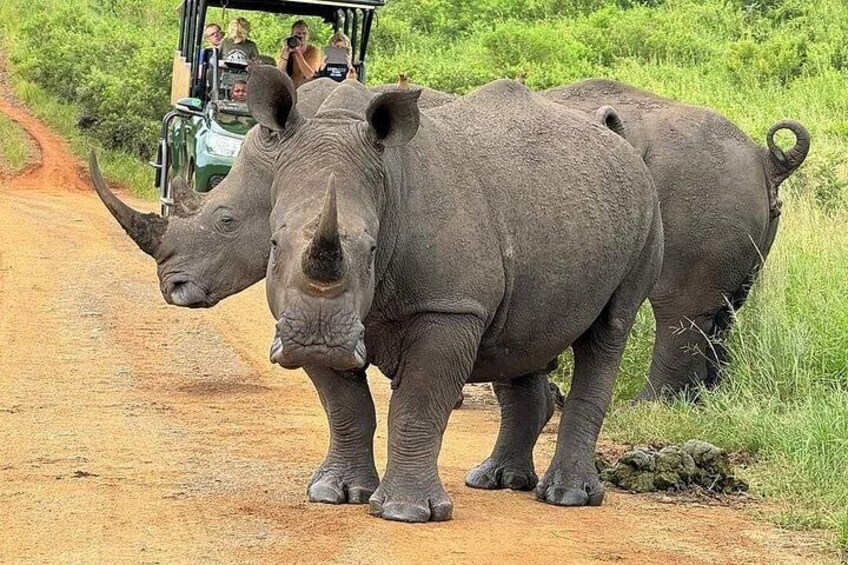 Kruger Park Full Day Guided Safari 3
