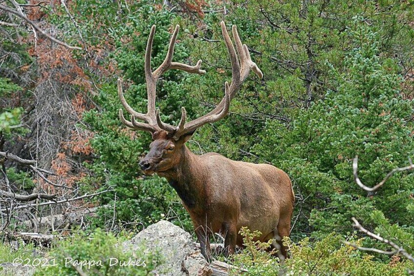 Elk Watching Tour (Wildside 4x4 Tours) 4