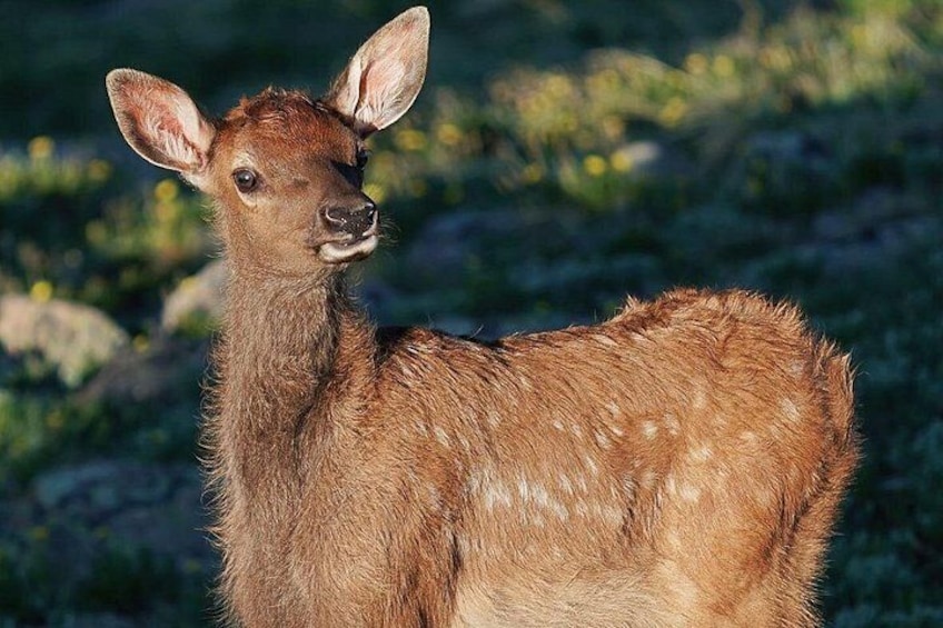 Elk Watching Tour (Wildside 4x4 Tours) 3