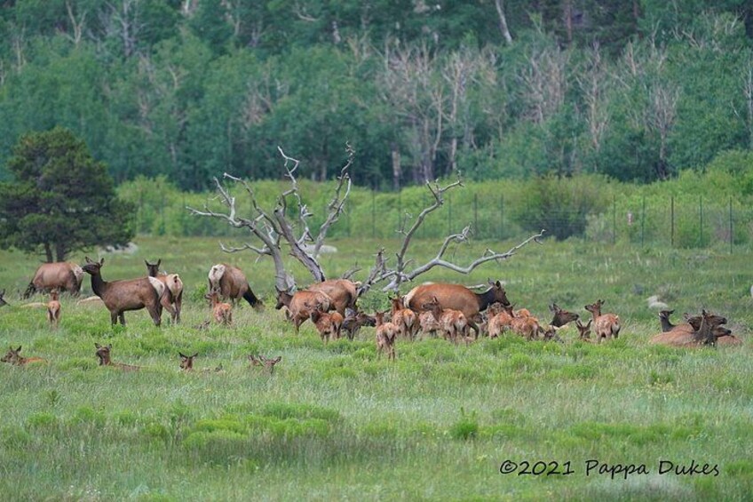 A herd of elk in a grassy field with trees in the background. 2