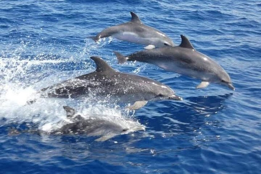 Dolphins jumping out of the water. 2