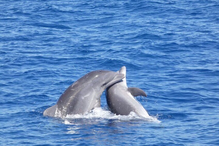 Two dolphins leaping out of the water. 2