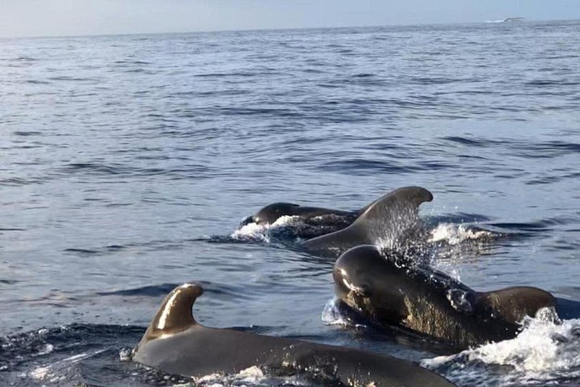 A group of orcas swimming in the ocean. 3