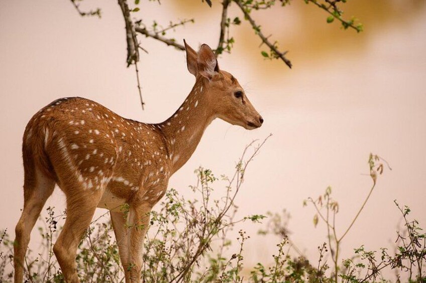 A deer standing in a natural setting with sparse vegetation. 3