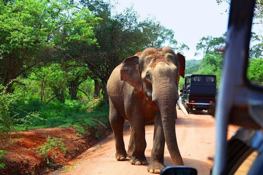 An elephant walking on a dirt road with a vehicle in the background. 1