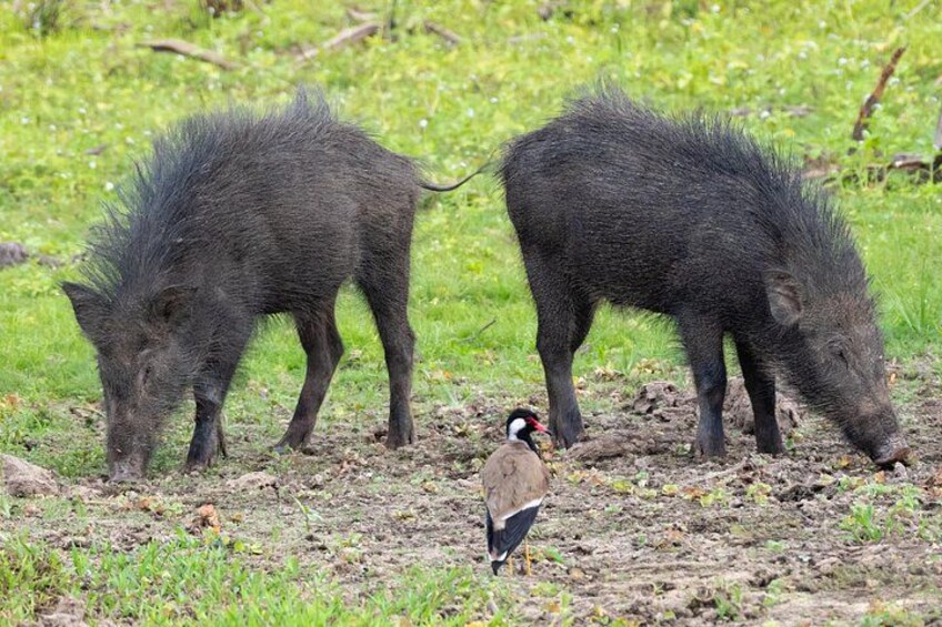Two wild boars grazing in a grassy field with a bird nearby. 2