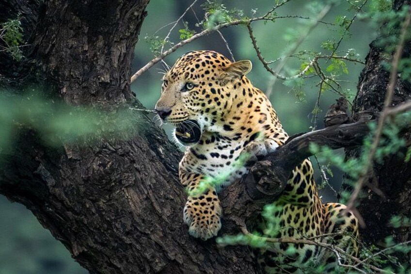A leopard resting on a tree branch in a forested area. 4