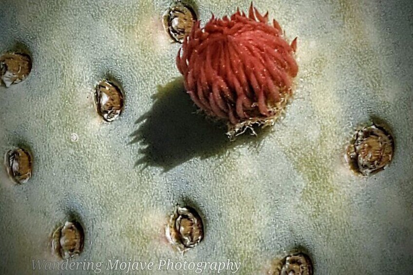 A flower bud forming on a Beavertail Cactus.