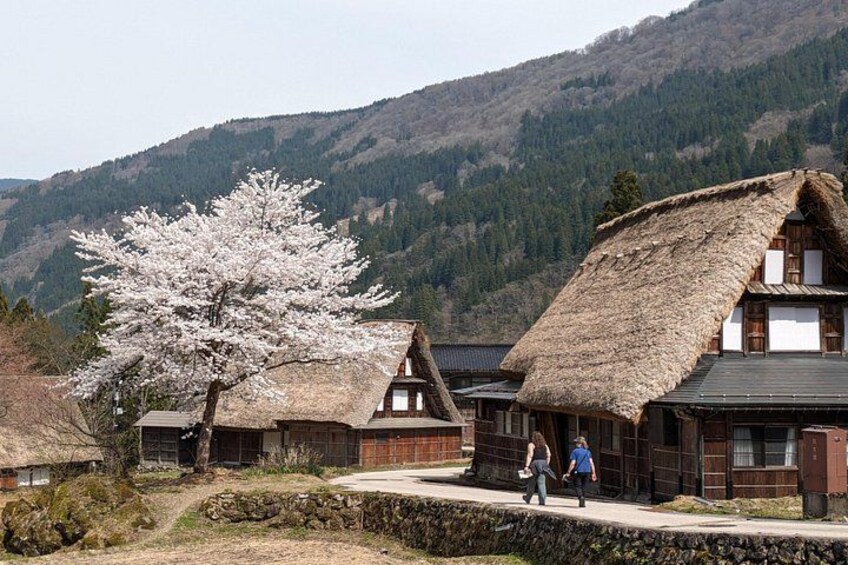 Traditional thatched-roof houses, a cherry blossom tree, and a mountainous backdrop. 3