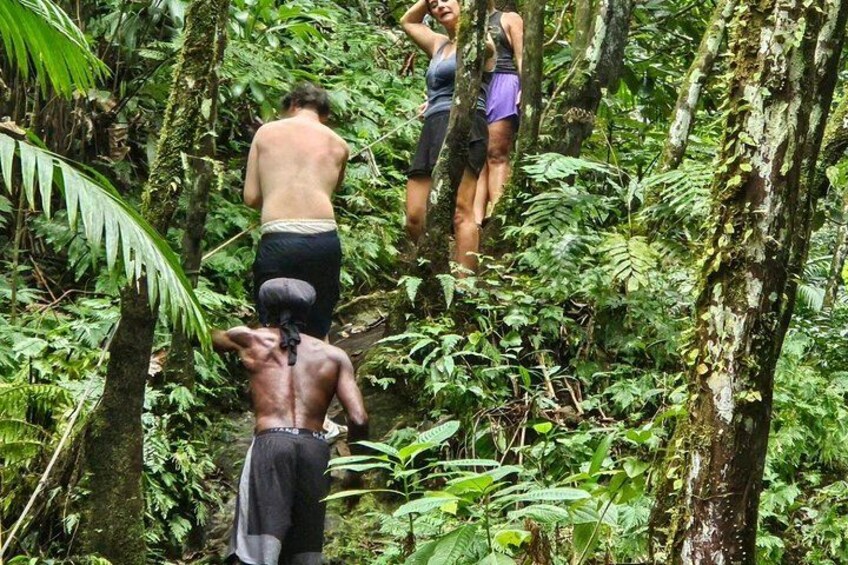 Rainforest Waterfall Hike with Rastafarian Nature Guide 2