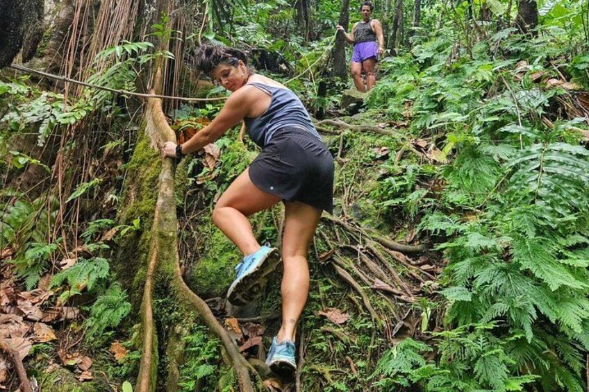 A person climbing a tree in a forested area. 2