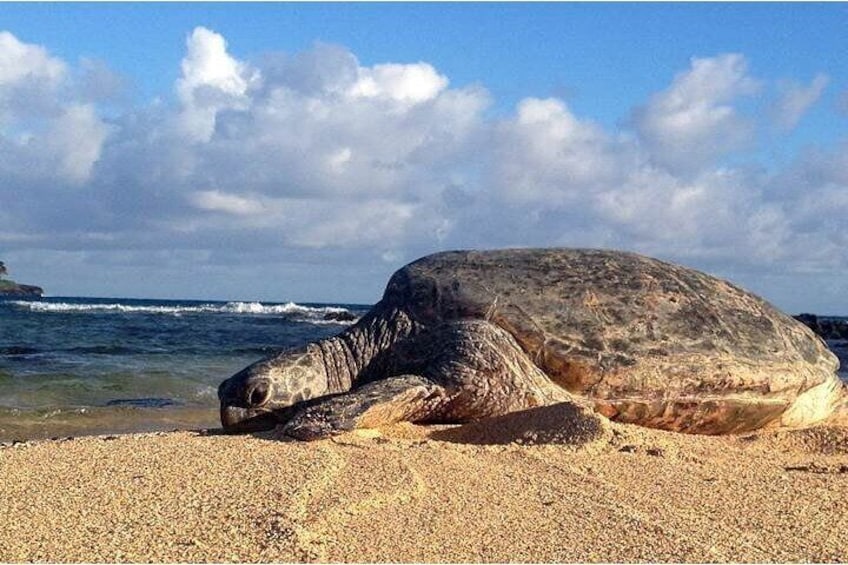A sea turtle on a sandy beach with the ocean and a rocky outcrop in the background. 4
