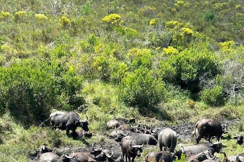 A herd of buffalo grazing in a grassy area with scattered bushes and trees. 2