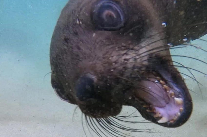A seal with its mouth open, revealing teeth and whiskers. 4