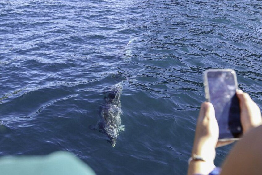 The Original Full day Bay of Islands Cruise with Dolphins 4
