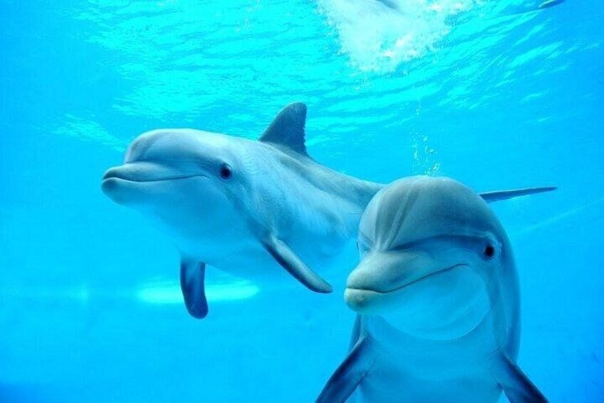 Two dolphins swimming underwater. 4