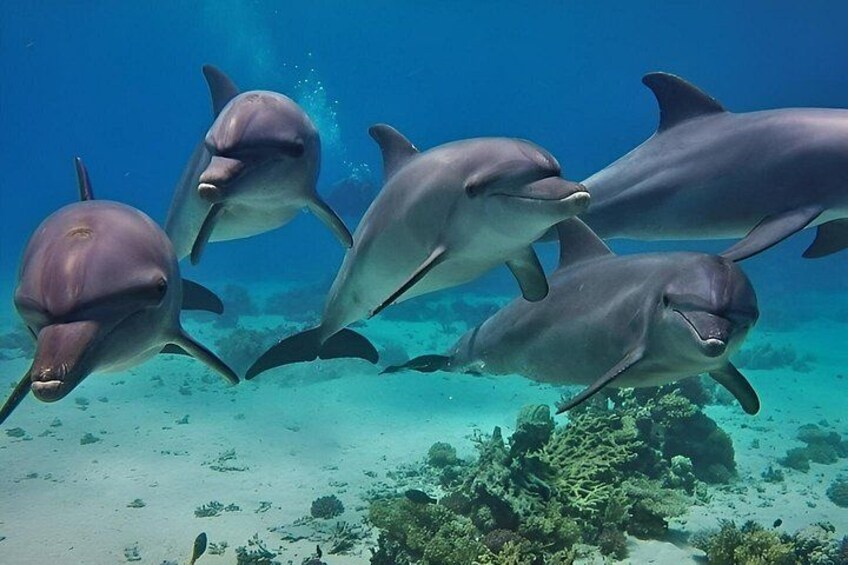 A group of dolphins swimming underwater near a coral reef. 3
