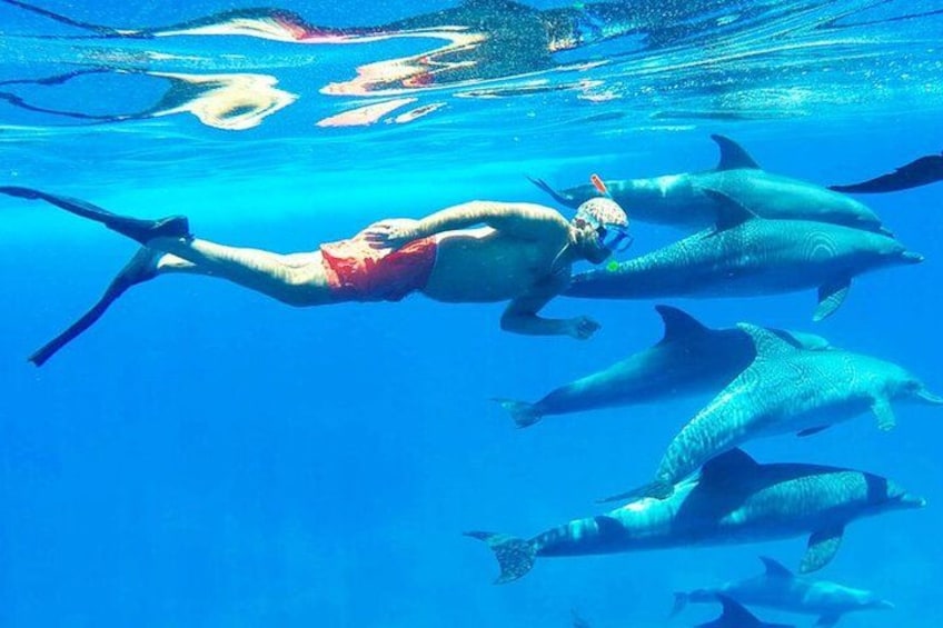 A person swimming with dolphins in clear blue water. 3