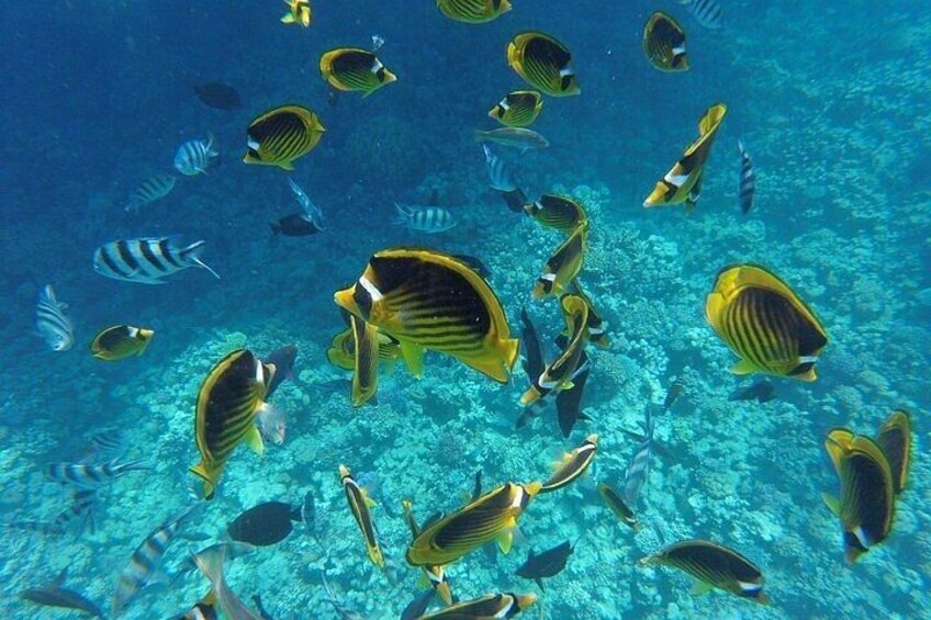 A school of yellow and black striped fish swimming in clear blue water. 2