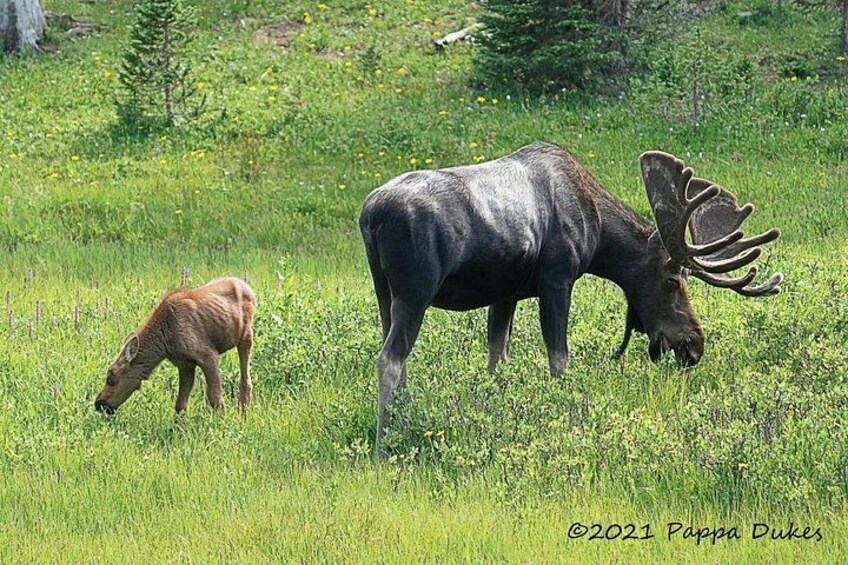 Sunset Wildlife Tour (Wildside 4x4 Tours) 5