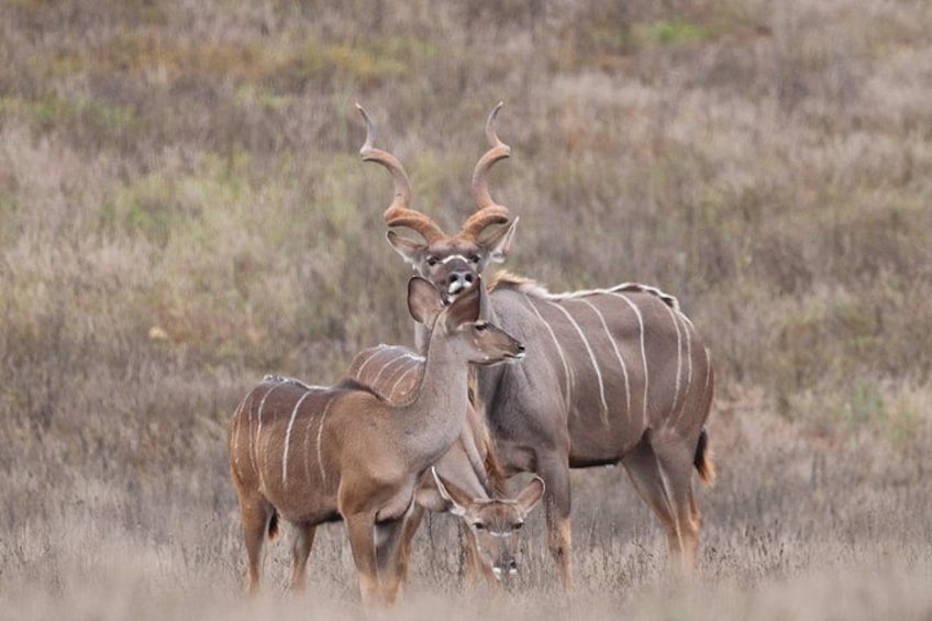 Two antelopes in a grassy field. 2