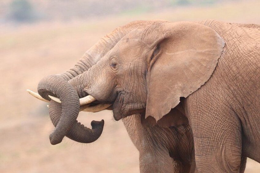 An elephant with tusks and a textured skin. 1
