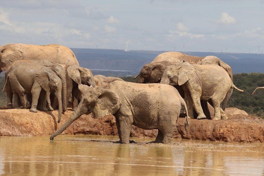 Elephants near a water body with a hilly landscape in the background. 5