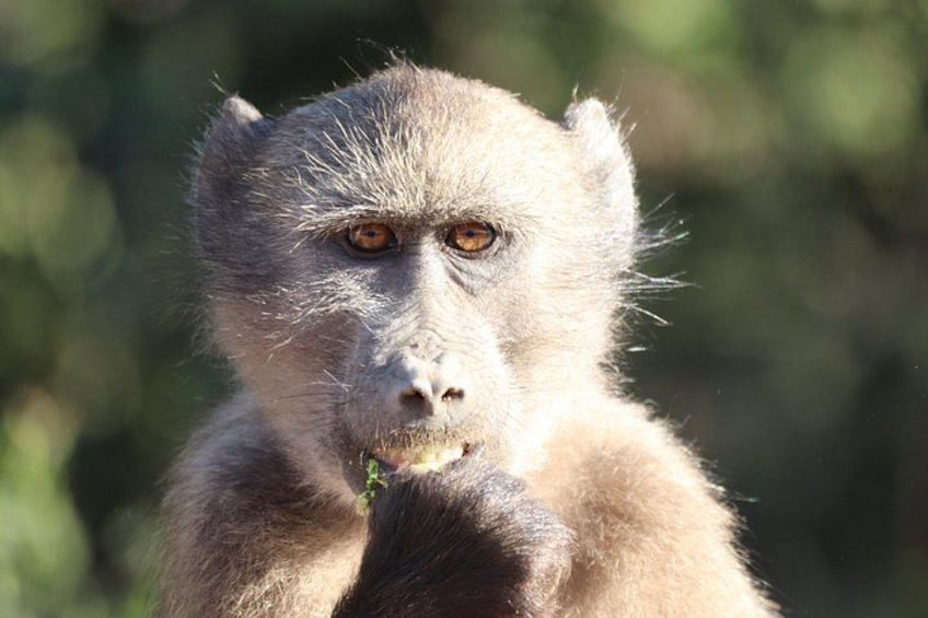 A monkey with light brown fur, holding a green leaf. 3