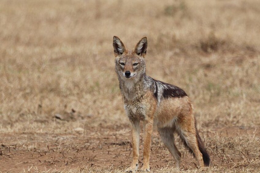 A coyote standing on dry grass in a natural landscape. 4