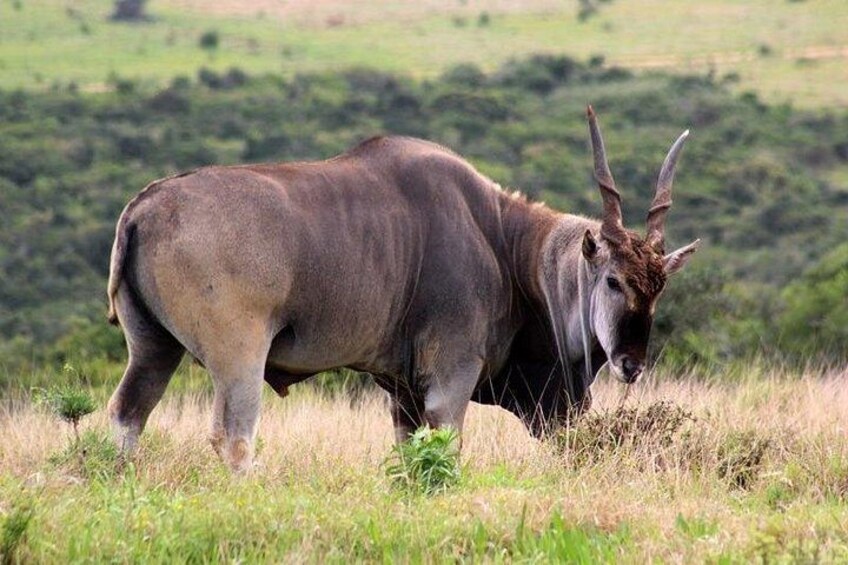 Full-Day Addo Elephant Park & Giraffe Walk 5