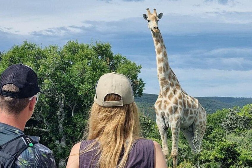Full-Day Addo Elephant Park & Giraffe Walk 1