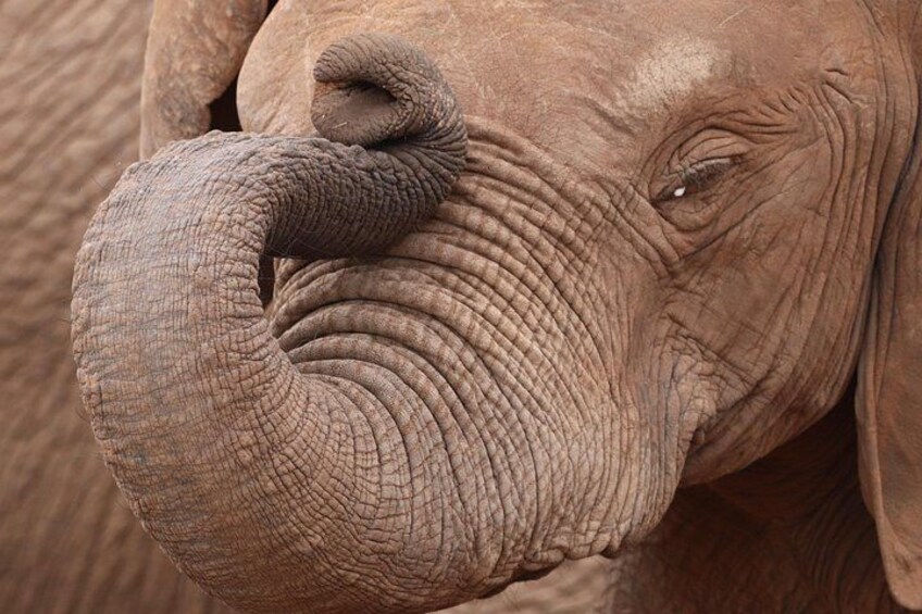 Full-Day Addo Elephant Park & Giraffe Walk 3