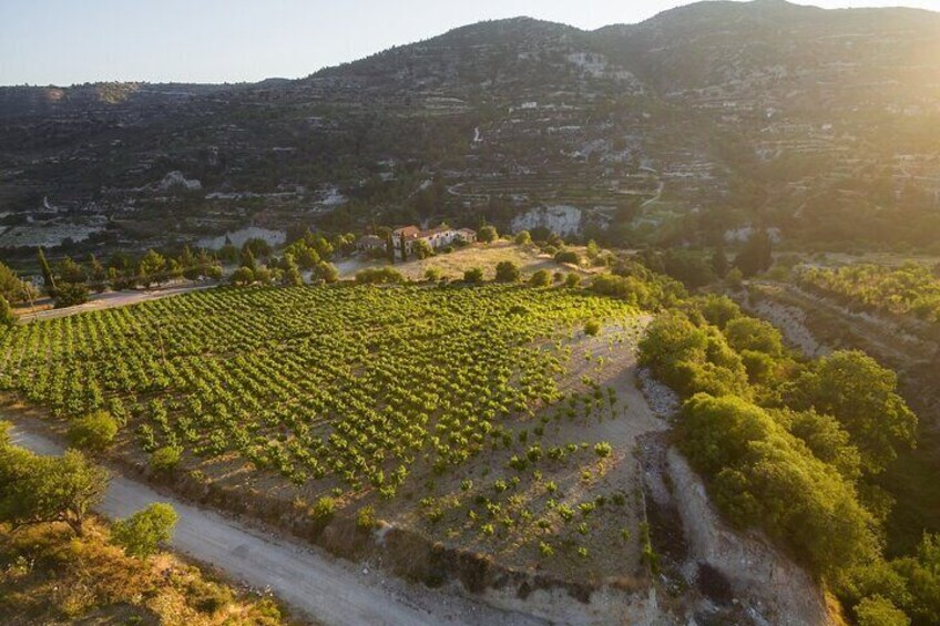 Full Day Private Cyprus Wine Tour from Alaminos