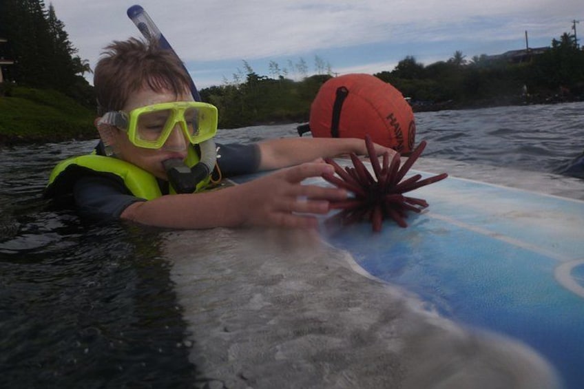 A person in a life jacket and snorkel gear holding a starfish on a surfboard. 5