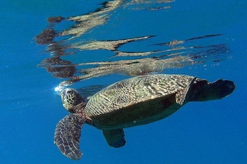 A sea turtle swimming in clear blue water. 4