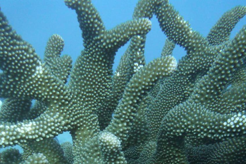 Kauai Private Group Snorkel Tour with Sea Turtles 2