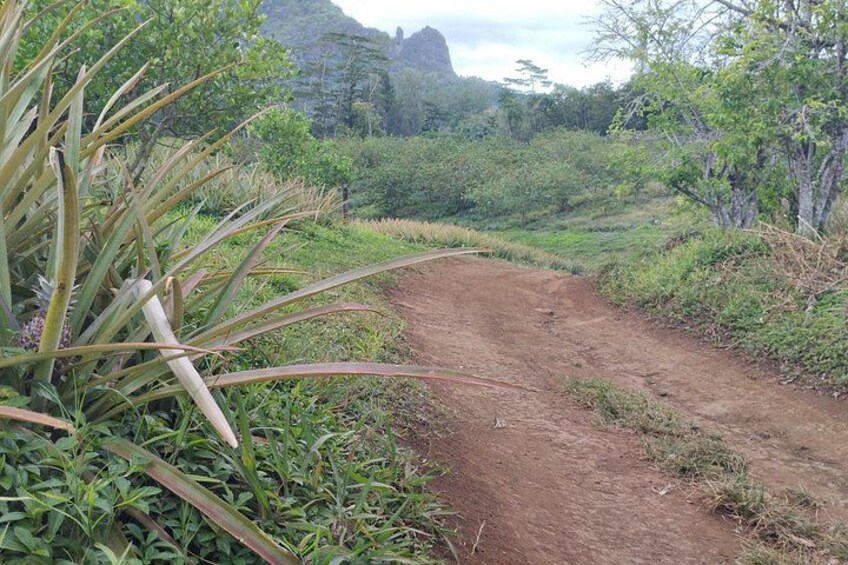 Guided Excursion in 4x4 in Moorea between Land and Sea 5