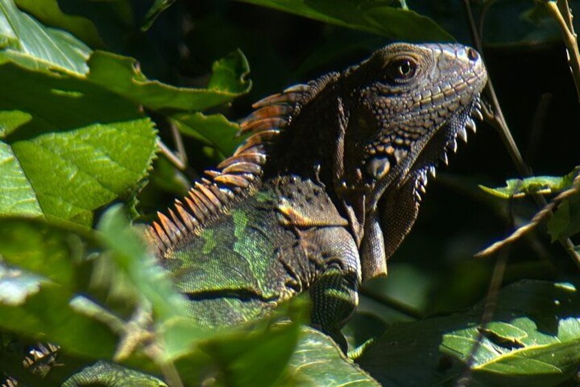 Un reptile qui se camoufle parmi les feuilles vertes. 2