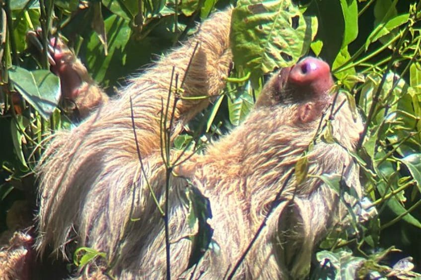Un animal brun à la tête rouge, dans un environnement naturel, entouré de feuillage verdoyant. 3