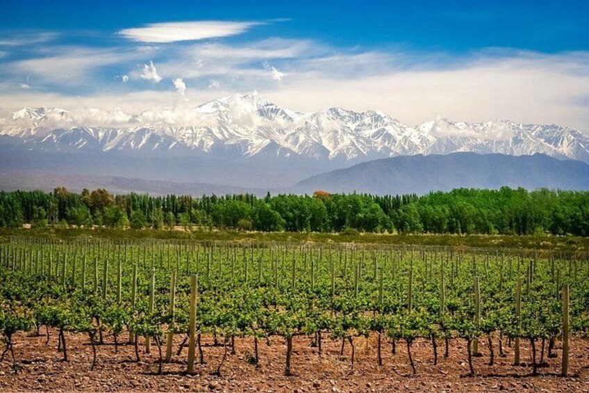 A vineyard with rows of grapevines and a mountain range with snow-capped peaks in the background. 1