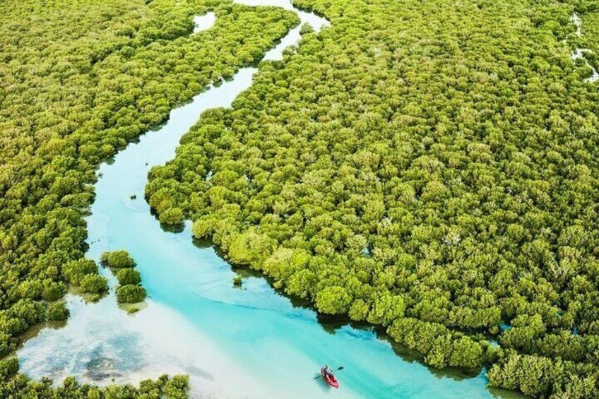 Une rivière serpente à travers une forêt de mangroves dense, et un petit bateau flotte sur l’eau. 2