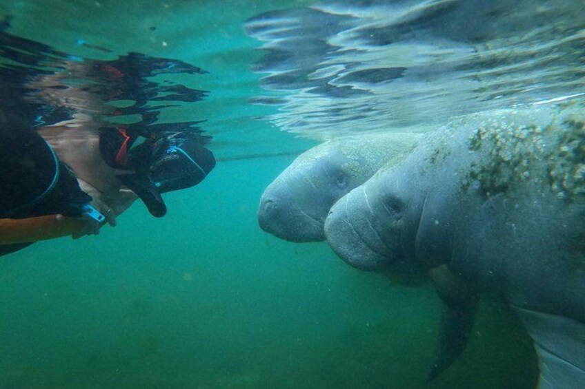 Un buzo bajo el agua con una manatí. 5