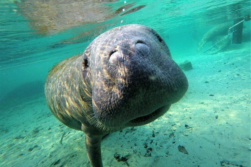 Un manatí bajo el agua, con un lecho marino arenoso y algunos restos. 2