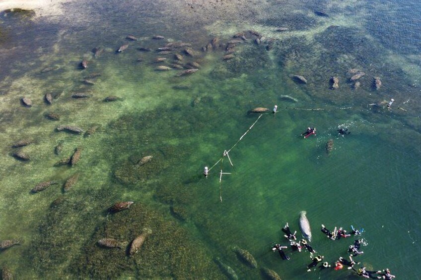 Manatee Swim Tour 2
