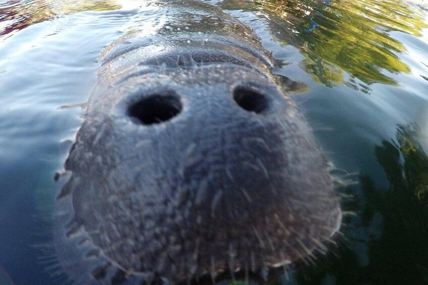 Manatee Swim Tour 2