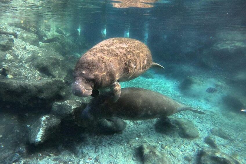 Dos manatíes nadando bajo el agua cerca de un lecho rocoso. 4