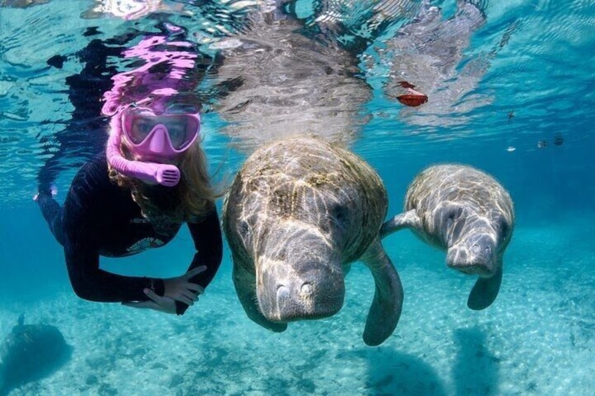 A diver with pink snorkeling gear swimming with two manatees in clear blue water. 1